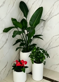 鄞州绿植租摆图片-慈溪绿植租赁选择-镇海绿植租赁方案-奉化花卉摆放